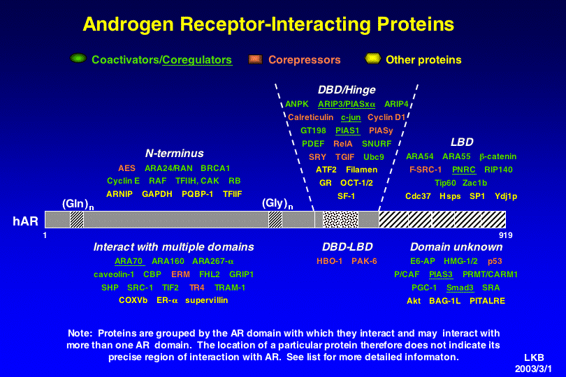 androgen insensitivity syndrome. The Androgen Receptor